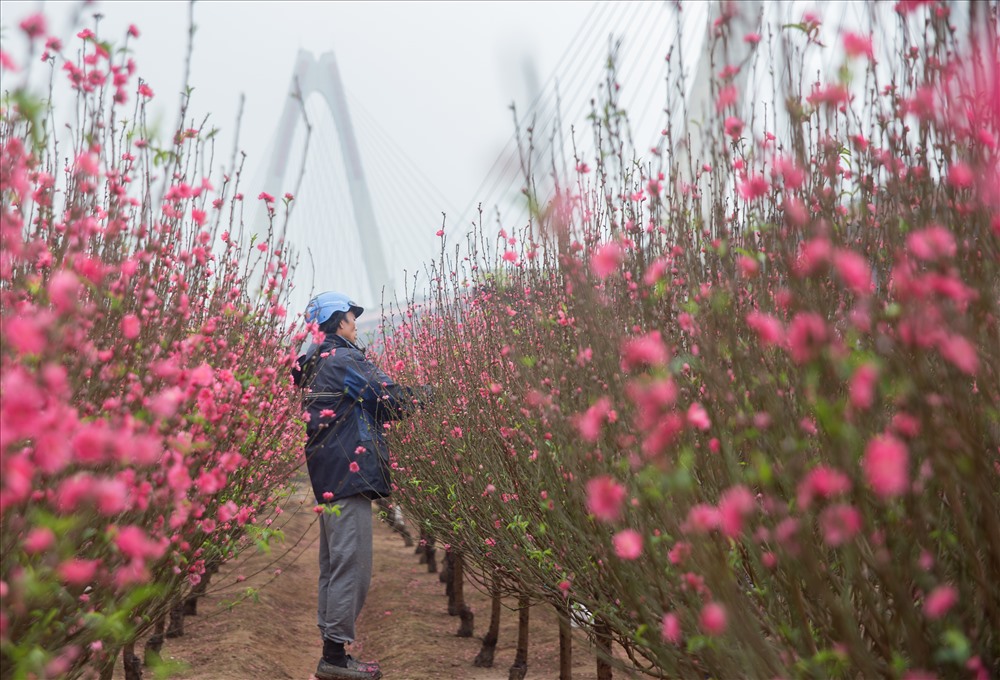 Early peach blossoms gardens in Hanoi attract visitors