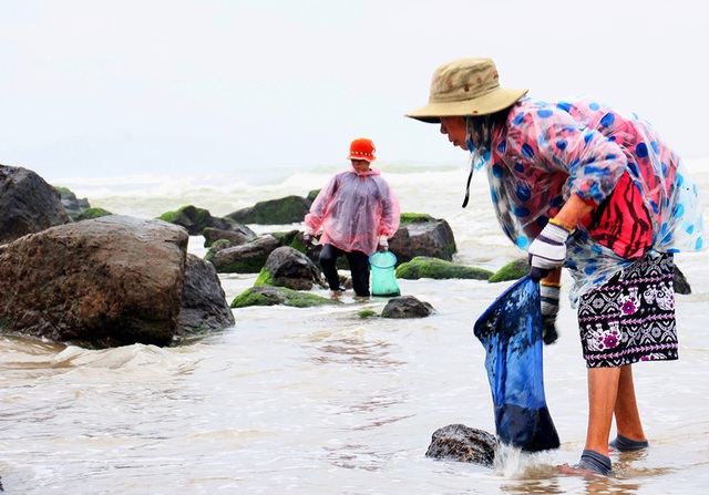 Da Nang residents earn big on seaweed season