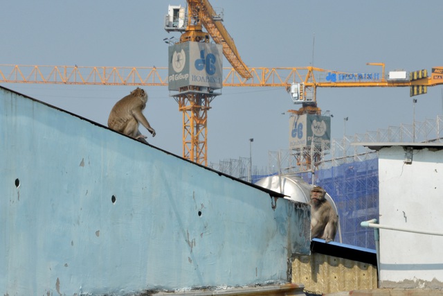 HCM City plan ways to catch wild monkeys