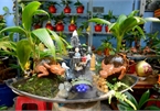 Buffalo-shaped bonsai trees bring good money on Tet