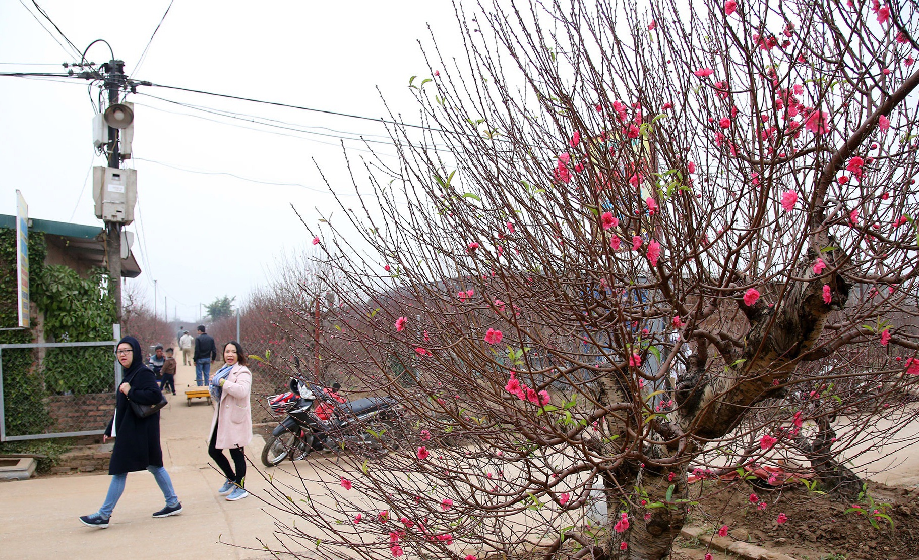 Peach blossoms cover Hanoi village