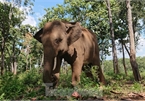 One more elephant in Dak Lak dies