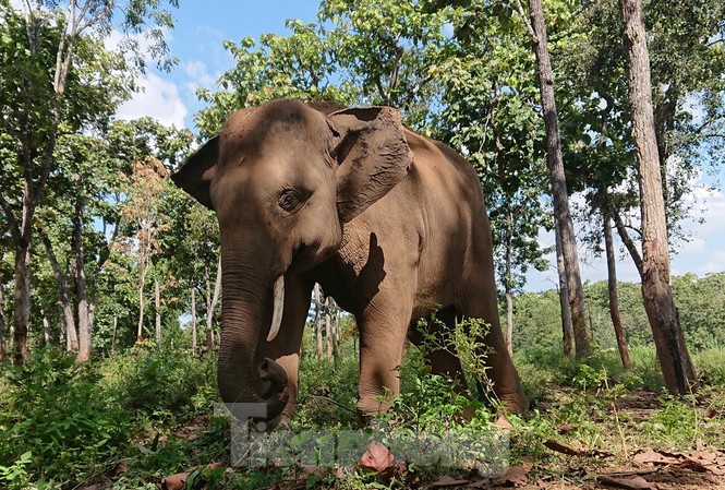 One more elephant in Dak Lak dies