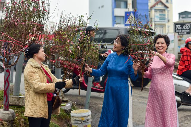 Peach blossoms on Hanoi streets signals Tet