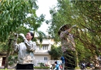 Hanoi peach growers preparing for Tet