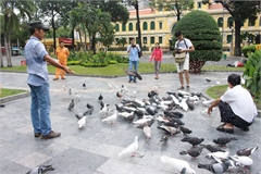 Hanoi considers releasing doves around Hoan Kiem