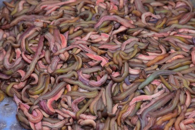 Haiphong farmers earn big from sandworms
