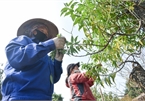 Hanoi peach growers busy trimming leaves before Tet