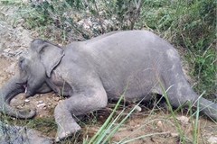 Last domesticated elephant in northern Central Highlands dies
