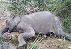 Last domesticated elephant in northern Central Highlands dies