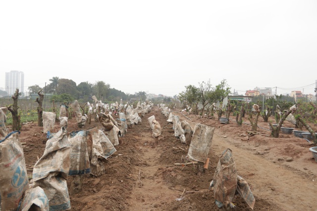 Hanoi growers replant peach trees after Tet