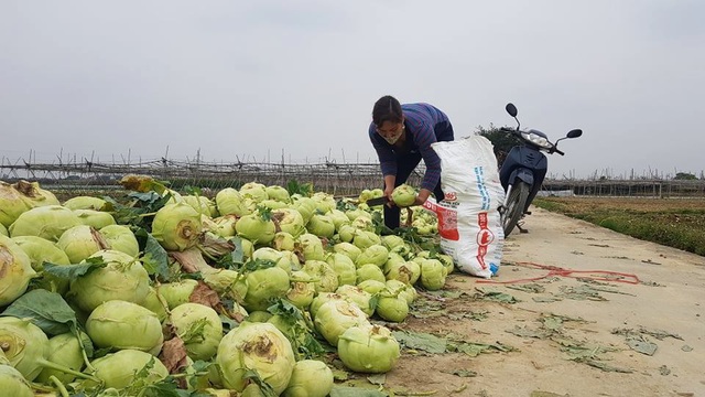 Pandemic turns Hai Duong farm produce into waste