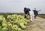 Pandemic turns Hai Duong farm produce into waste