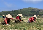 Garlic harvest in Ly Son Island