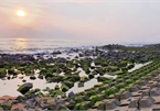 Visitors flock to green moss sea dyke in Phu Yen