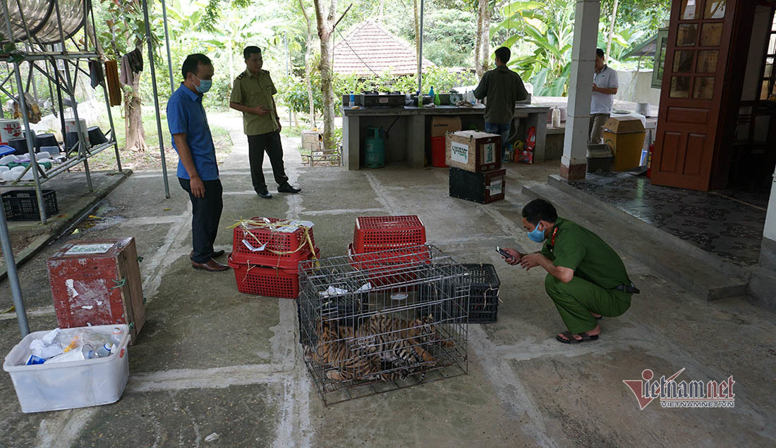 Seven rescued tigers handed over Phong Nha-Ke Bang National Park
