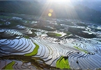 Stunning terraced fields in Sapa