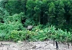 Two wild elephants spotted in Quang Nam forest