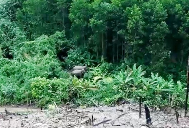 Two wild elephants spotted in Quang Nam forest