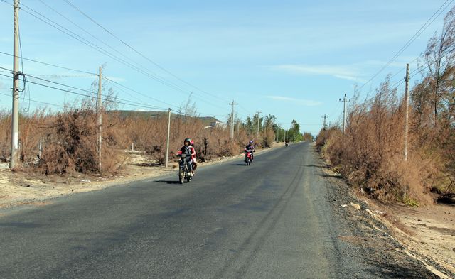 Phu Yen preventive forest ravaged by droughts
