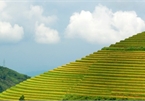 Ripening rice fields in Vietnam's northwestern region