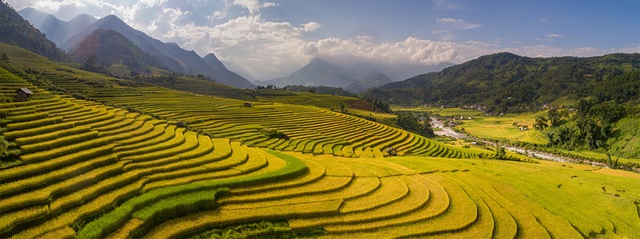 Ripening rice fields in Vietnam's northwestern region