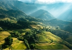 Breath-taking beauty of Sapa’s ripening paddy fields