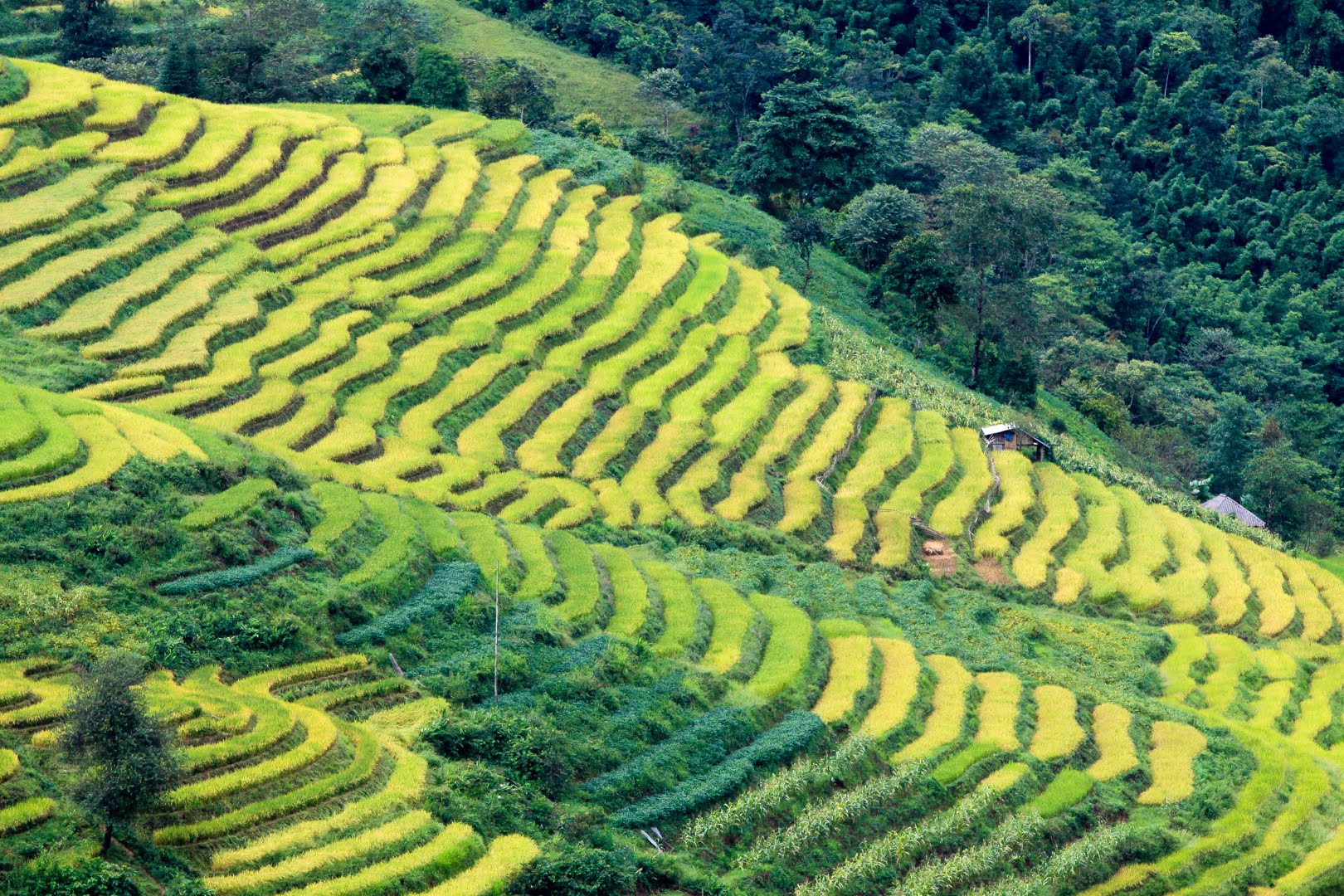 Ripening rice fields in Vietnam's northwestern region