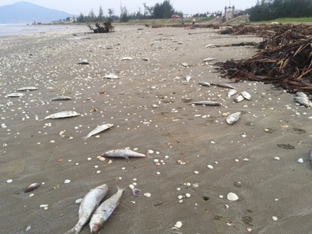 Nearly two tonnes of dead fish found at Ha Tinh beach