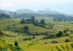 Rice harvest season begins in Ta Leng