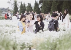 Hanoians flock to daisy garden for photos