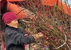 Peach flower blossoms see good sales for the new year