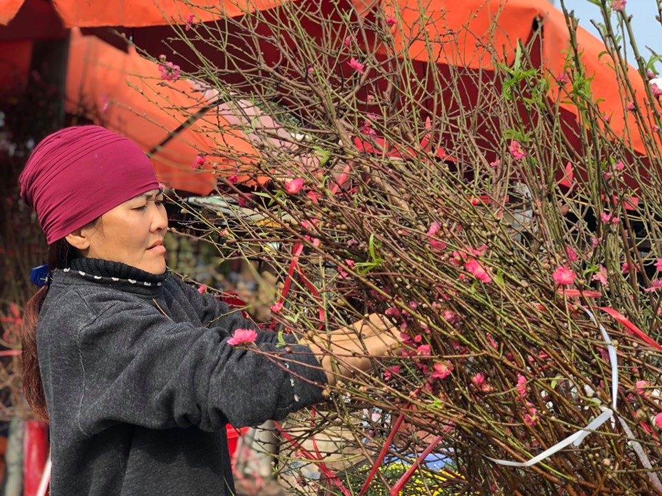 Peach flower blossoms see good sales for the new year