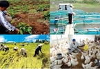 Vietnam’s agriculture continues to grow in 2019