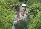 Aristocrat rat hunting season starts in Kon Tum