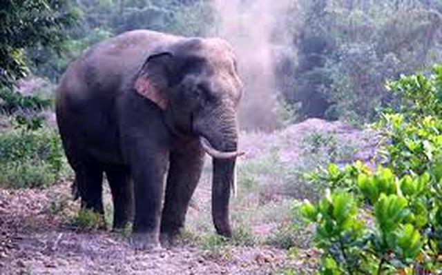 Villagers supported after elephant rampage