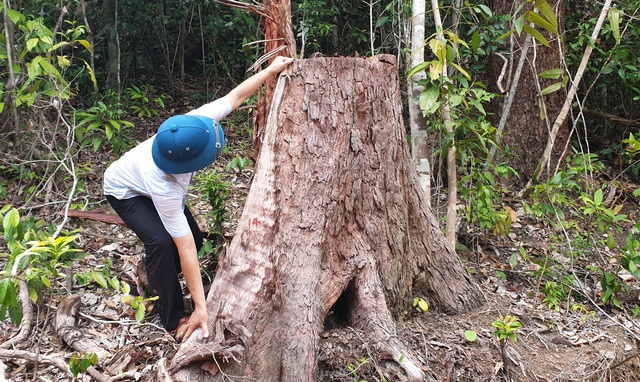 12 illegal loggers prosecuted for destroying forest in Phu Yen
