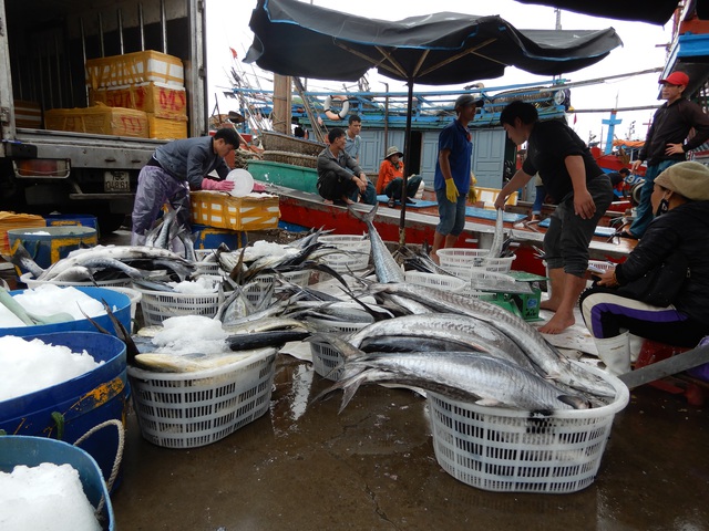 Da Nang fishermen celebrate big post-storm catches