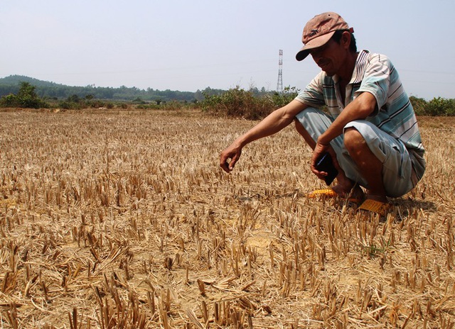 Rice fields abandoned as Binh Dinh suffers severe drought