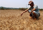 Rice fields abandoned as Binh Dinh suffers severe drought