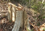 Natural Reserve in Central Highlands ruined by loggers