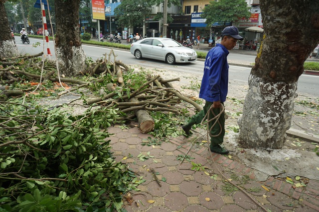 Hanoi large trees left to die as construction stagnates
