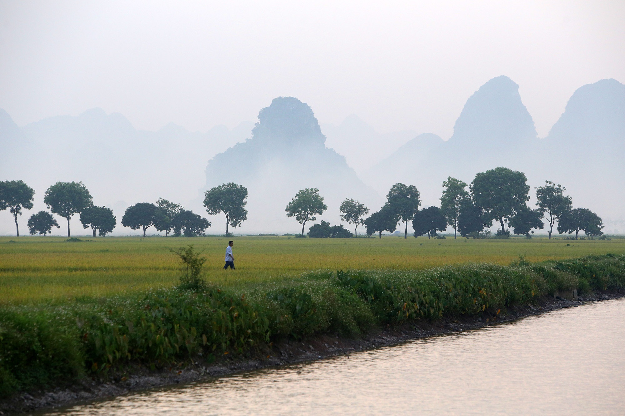 Rice harvest season starts in Hanoi