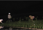 Vietnamese farmers turn to work at night to avoid heat wave