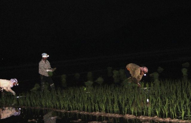 Vietnamese farmers turn to work at night to avoid heat wave
