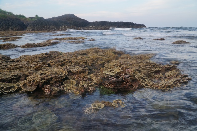 Quang Ngai: Near-shore coral reef threatened by tourism activities