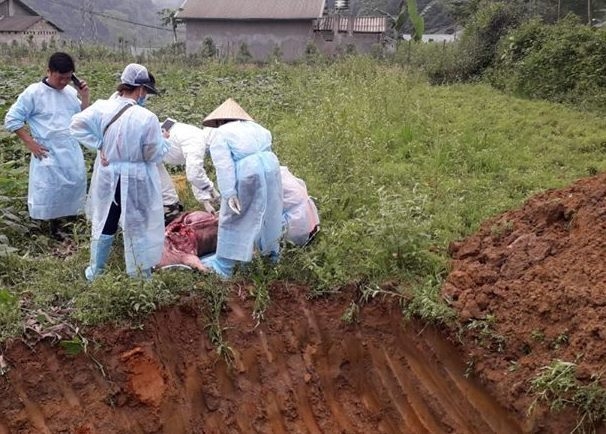 Thousands of pigs culled as African Swine Fever returns