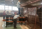 Caged bears rescued in Binh Duong