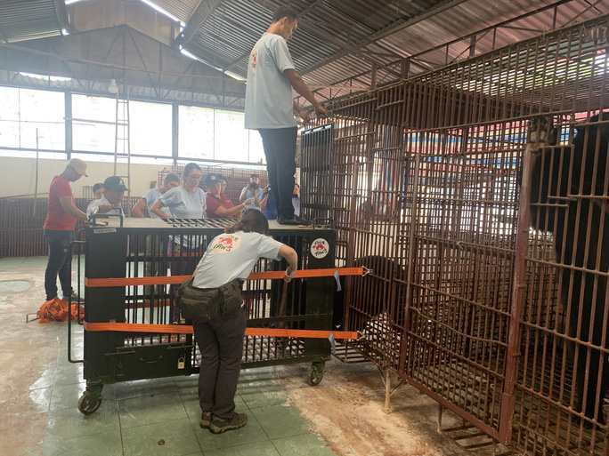 Caged bears rescued in Binh Duong