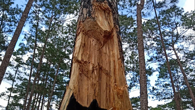 Pine forests in Lam Dong destroyed due to violations in forest management